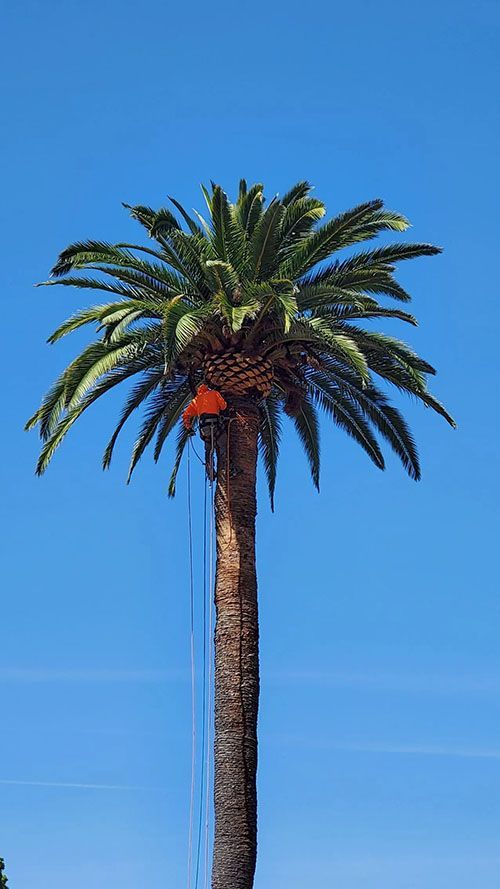 A person in orange harness pruning a tall palm tree against a clear, blue sky.