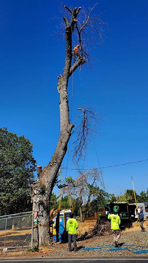 Tree removal: a tall, dead tree with a worker high up, crew on ground, blue sky.