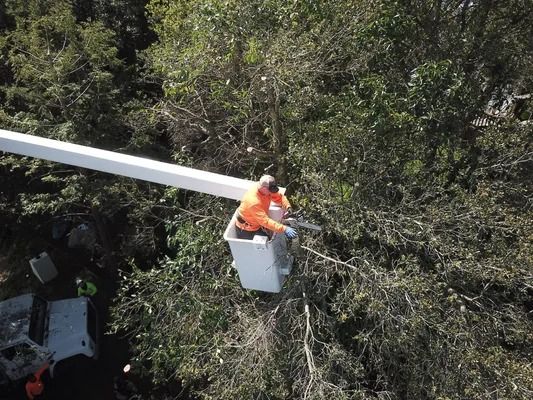 Man in orange vest in bucket truck trimming tree branches.