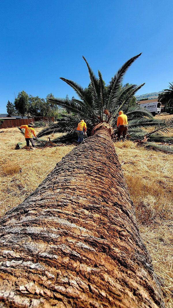 Workers in orange vests cutting a large palm tree trunk on dry land under a clear blue sky.