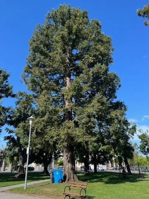 Tall tree in a park with green grass, a bench, and a blue trash can on a sunny day.