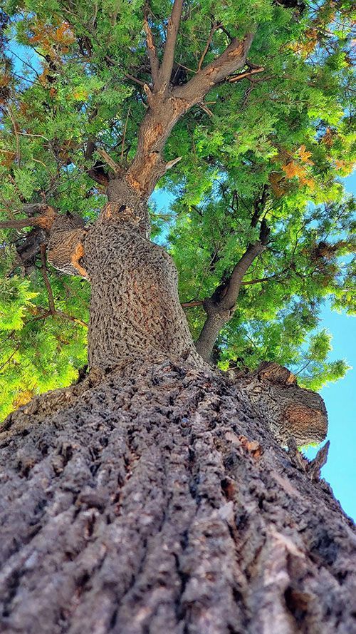 Low-angle view of a tree trunk with rough, dark bark leading to green leaves against a blue sky.