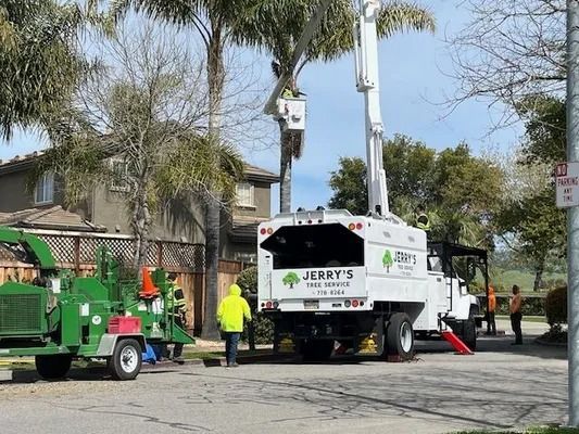 Tree service truck with a lift trimming a palm tree; chipper, workers, and a house in the background.