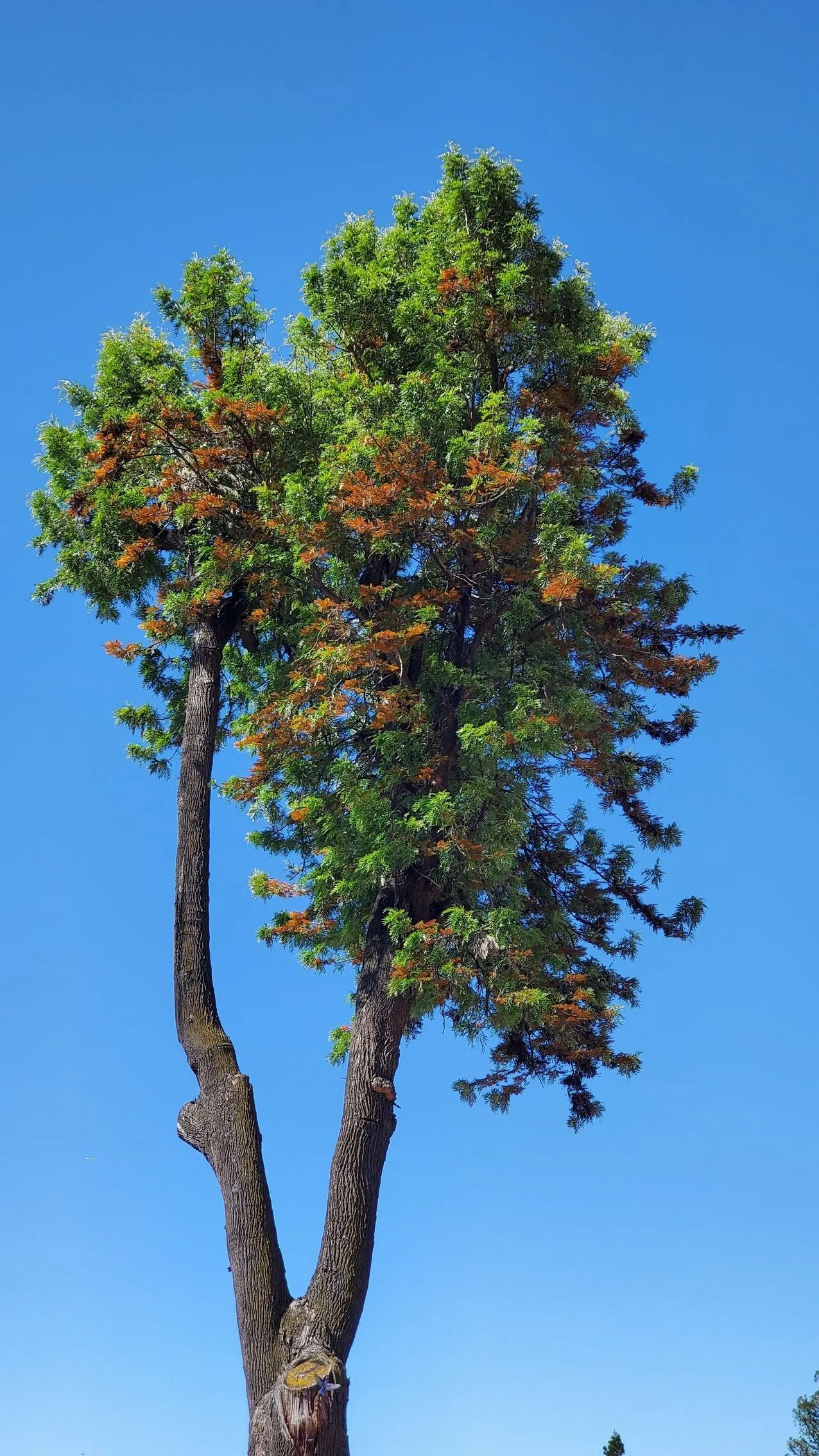 Tall tree with green and orange leaves against a bright blue sky.