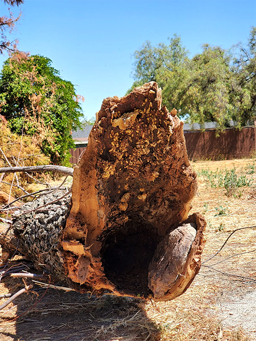 Hollowed-out log on the ground, likely from a fallen tree. Sunlight illuminates the brown wood and surrounding greenery.