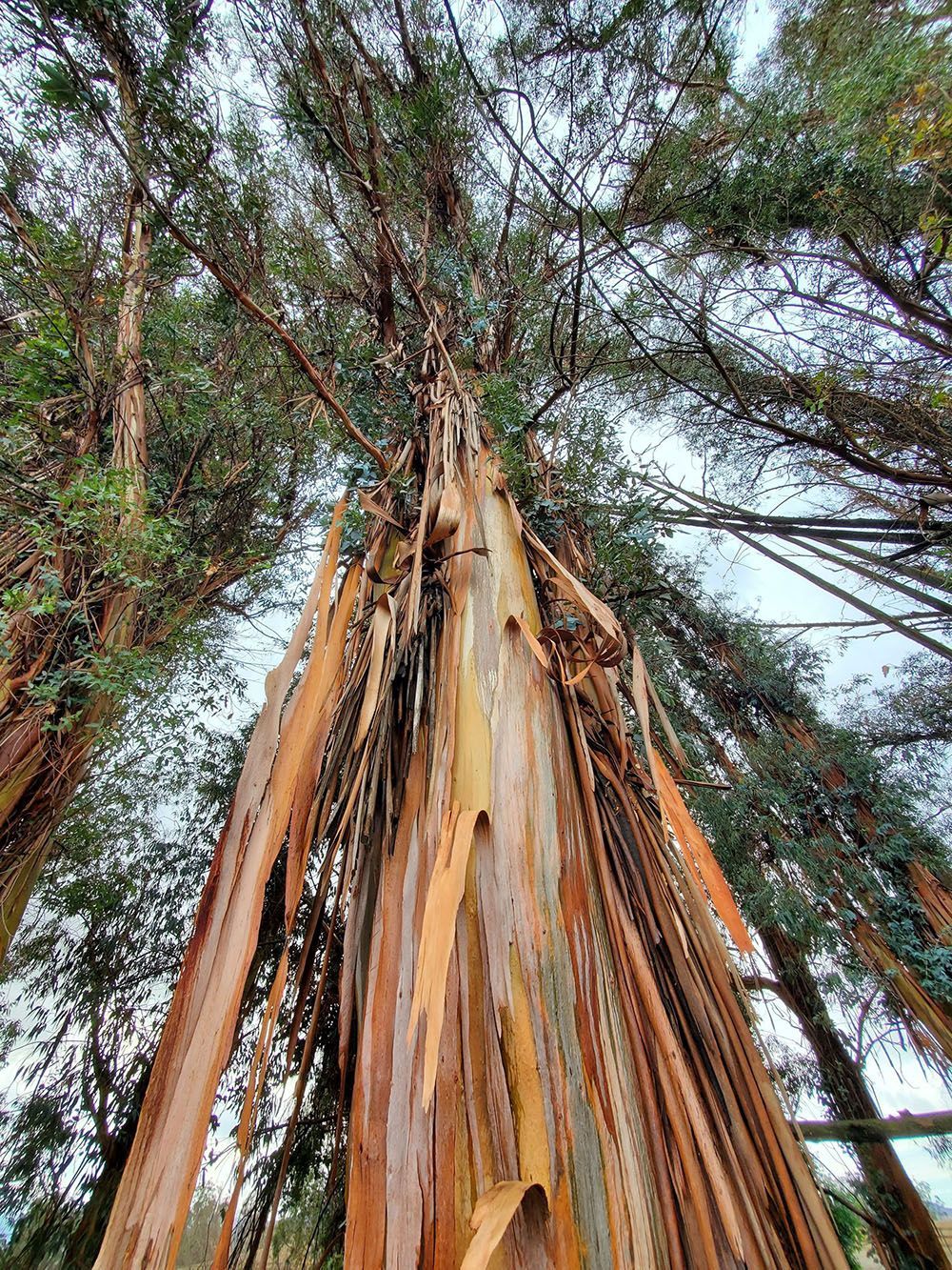 Tall eucalyptus tree with peeling bark in shades of brown and tan, reaching toward the sky, with green foliage.