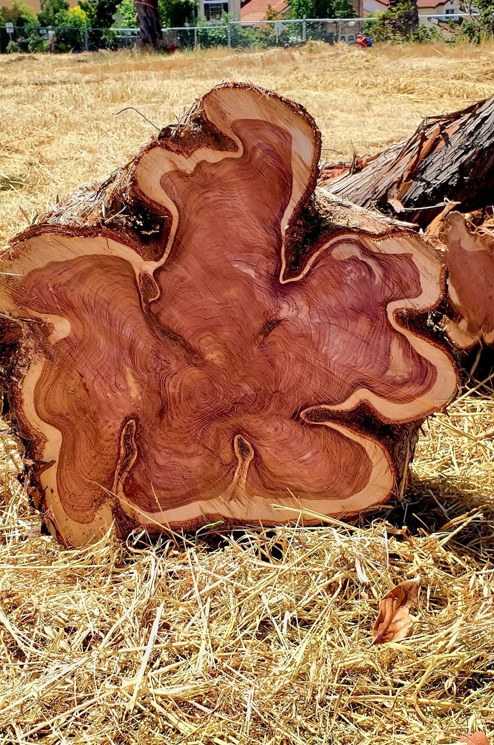 Cross-section of a tree stump, showing detailed growth rings and a wavy, organic shape in shades of brown and tan.