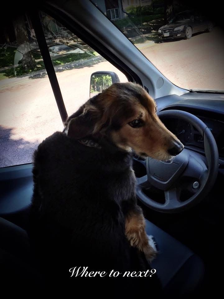 Dog in a car looking out the window