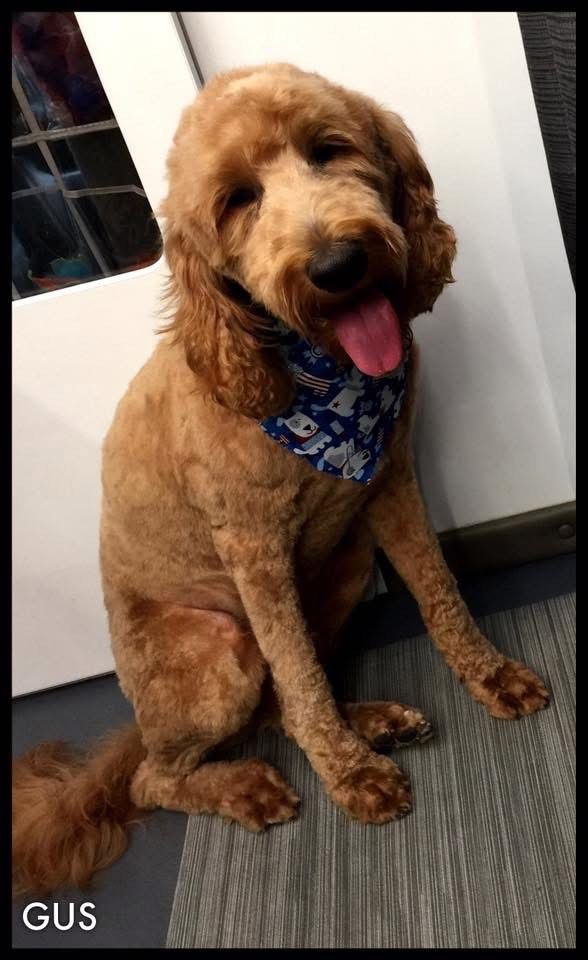 Golden Doodle with a blue bandana, tongue out, sitting on a wooden floor.