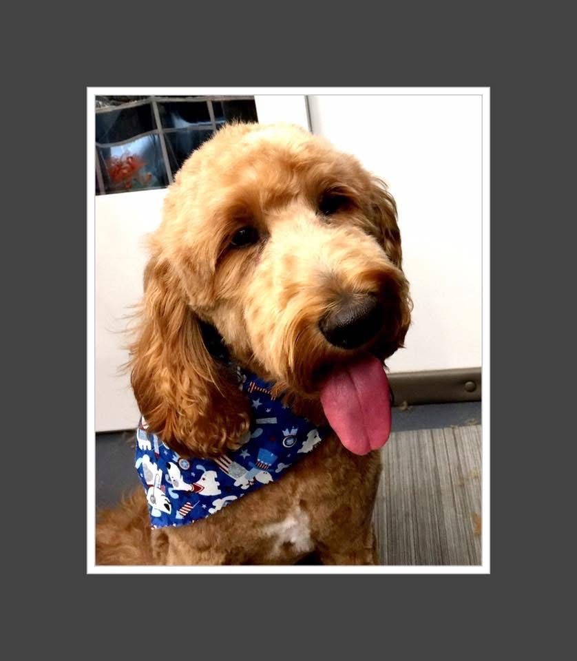 Golden-brown Goldendoodle wearing a blue bandana, sticking out its pink tongue, and looking at the camera.