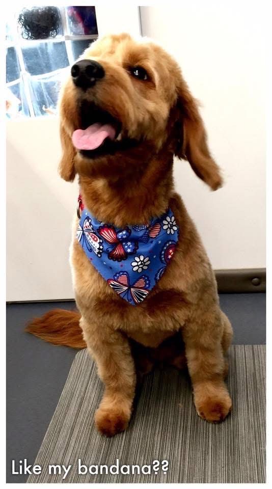 Golden-colored dog with a blue bandana, panting with tongue out, sitting indoors.
