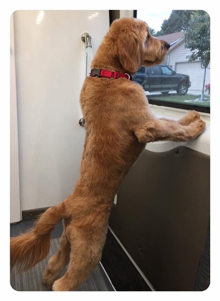 Goldendoodle dog gazing out a window, standing on hind legs, wearing a red collar.