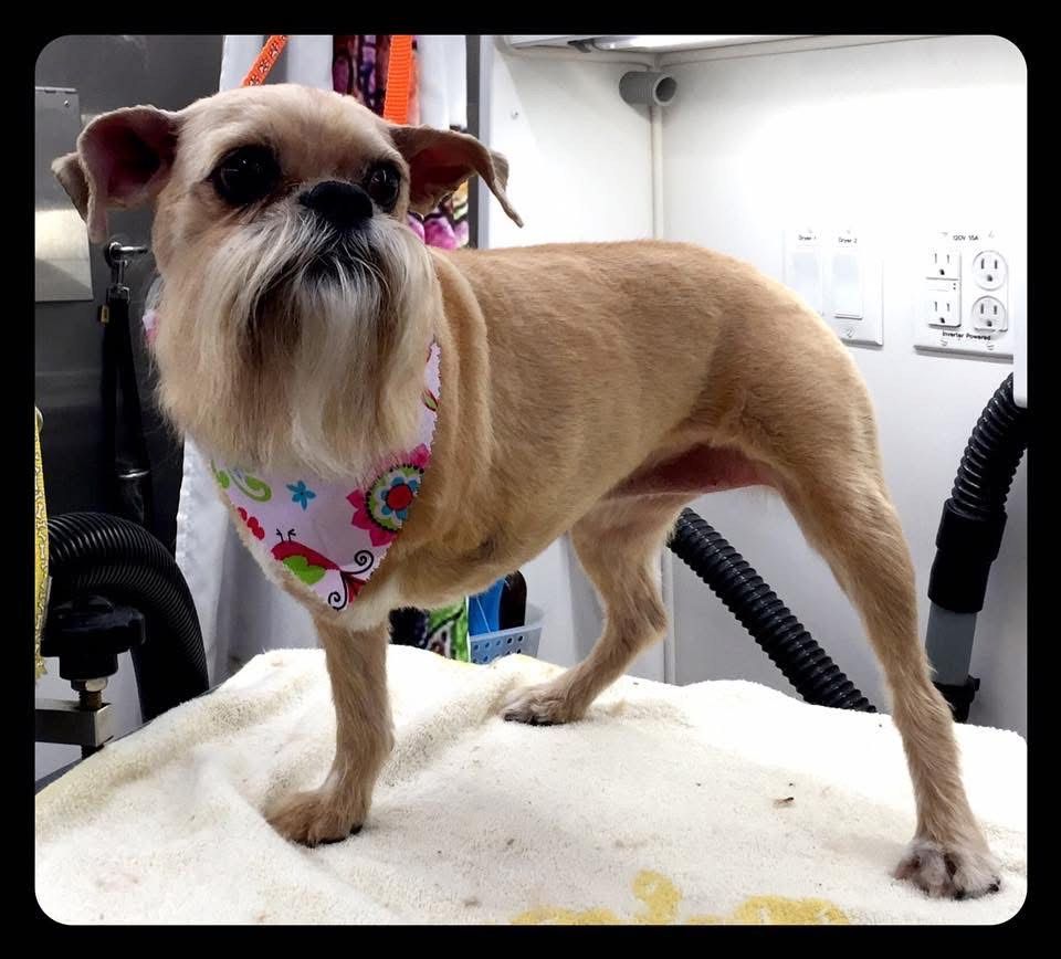 Tan dog with a long beard wearing a pink bandana, standing on a towel.
