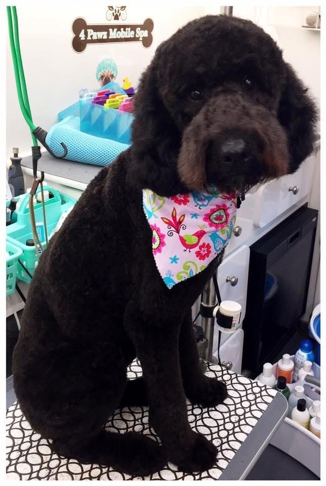 Black dog with pink bandana sits on a grooming table.