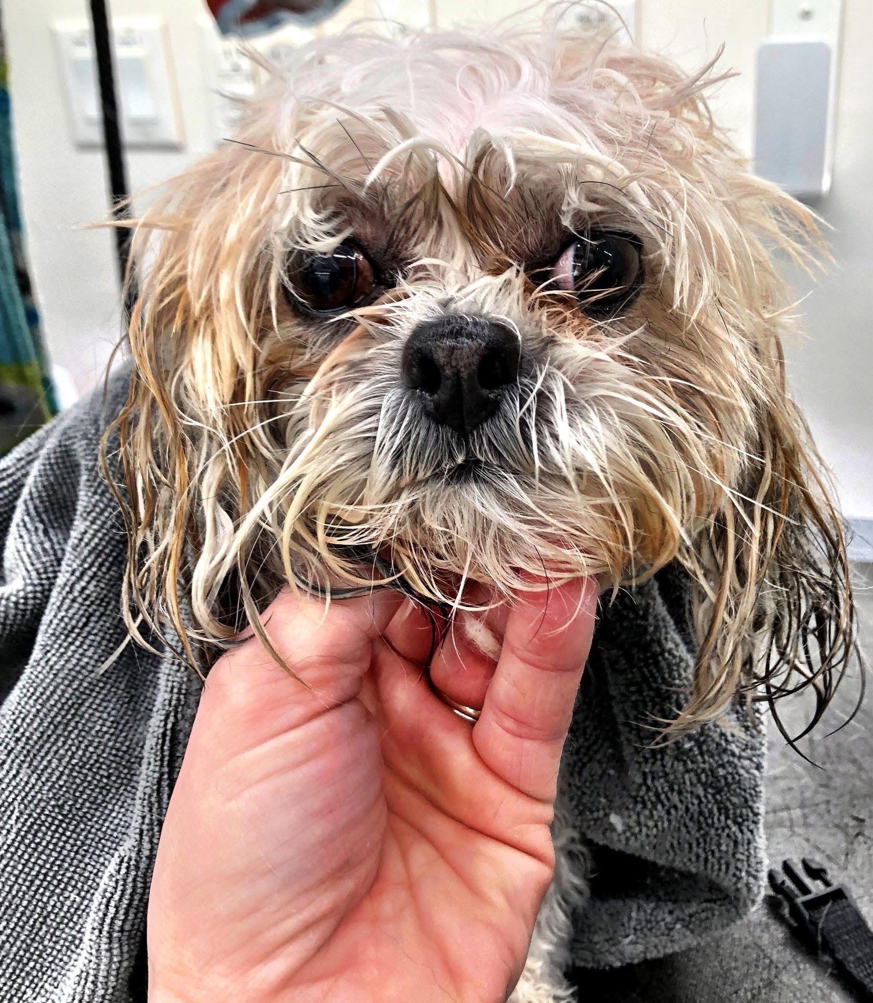 Wet Shih Tzu dog, towel wrapped, being held by hand after bath.