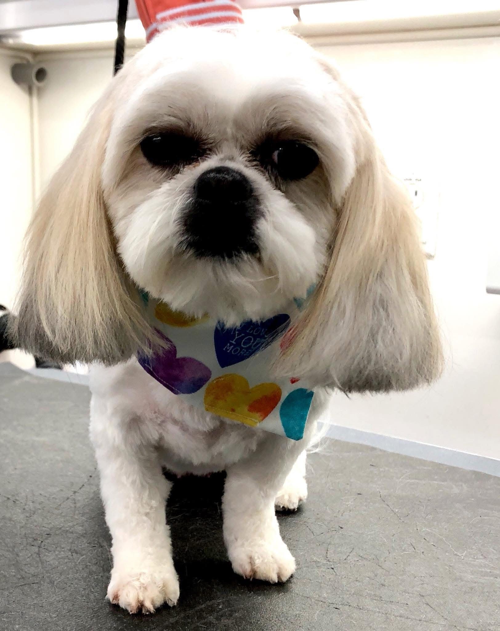 White Shih Tzu with a heart-print bandana, freshly groomed, looking at the camera.
