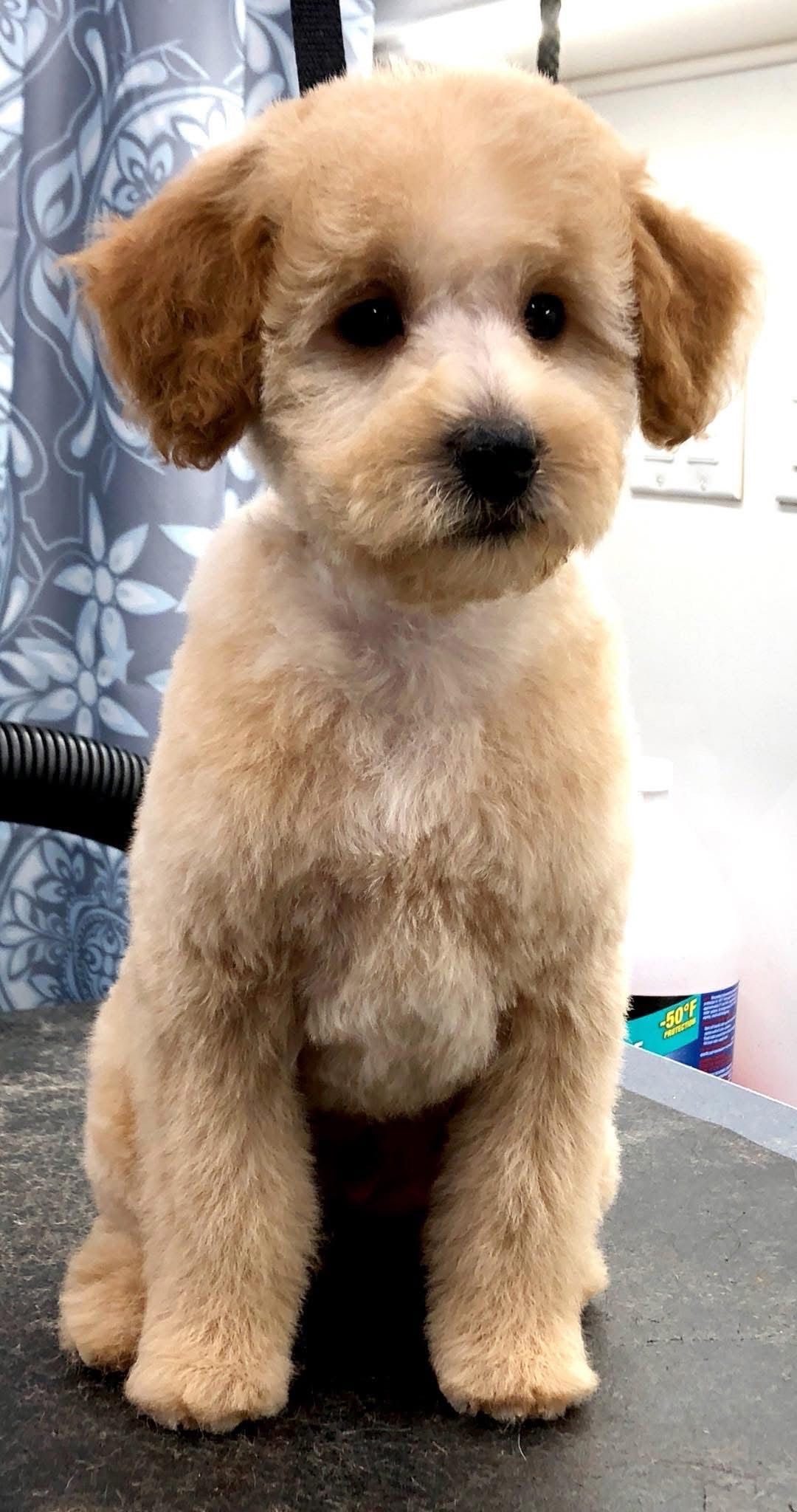 Tan-colored poodle puppy sits upright on a grooming table, recently groomed with short fur and floppy ears.