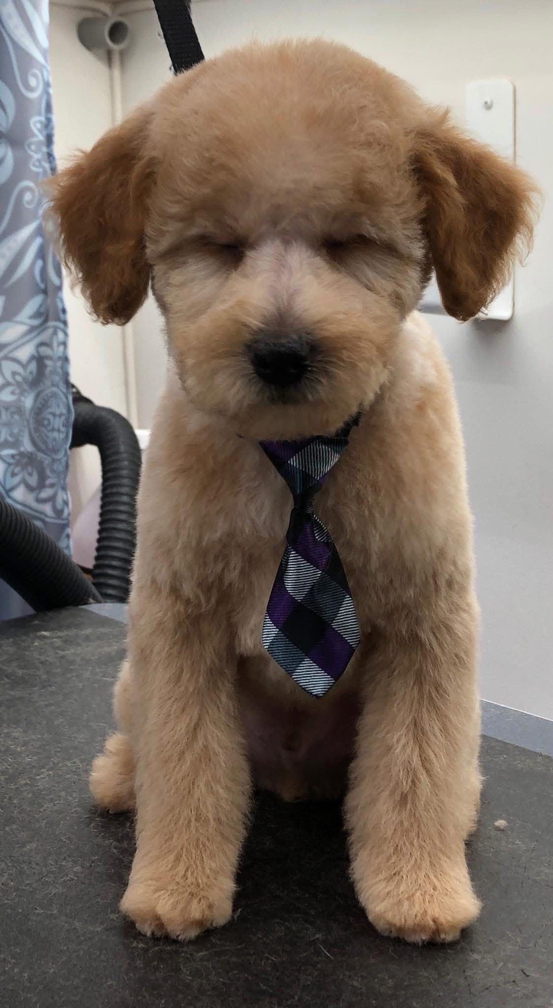 Golden poodle puppy wearing a tie, eyes closed, sitting on a grooming table.