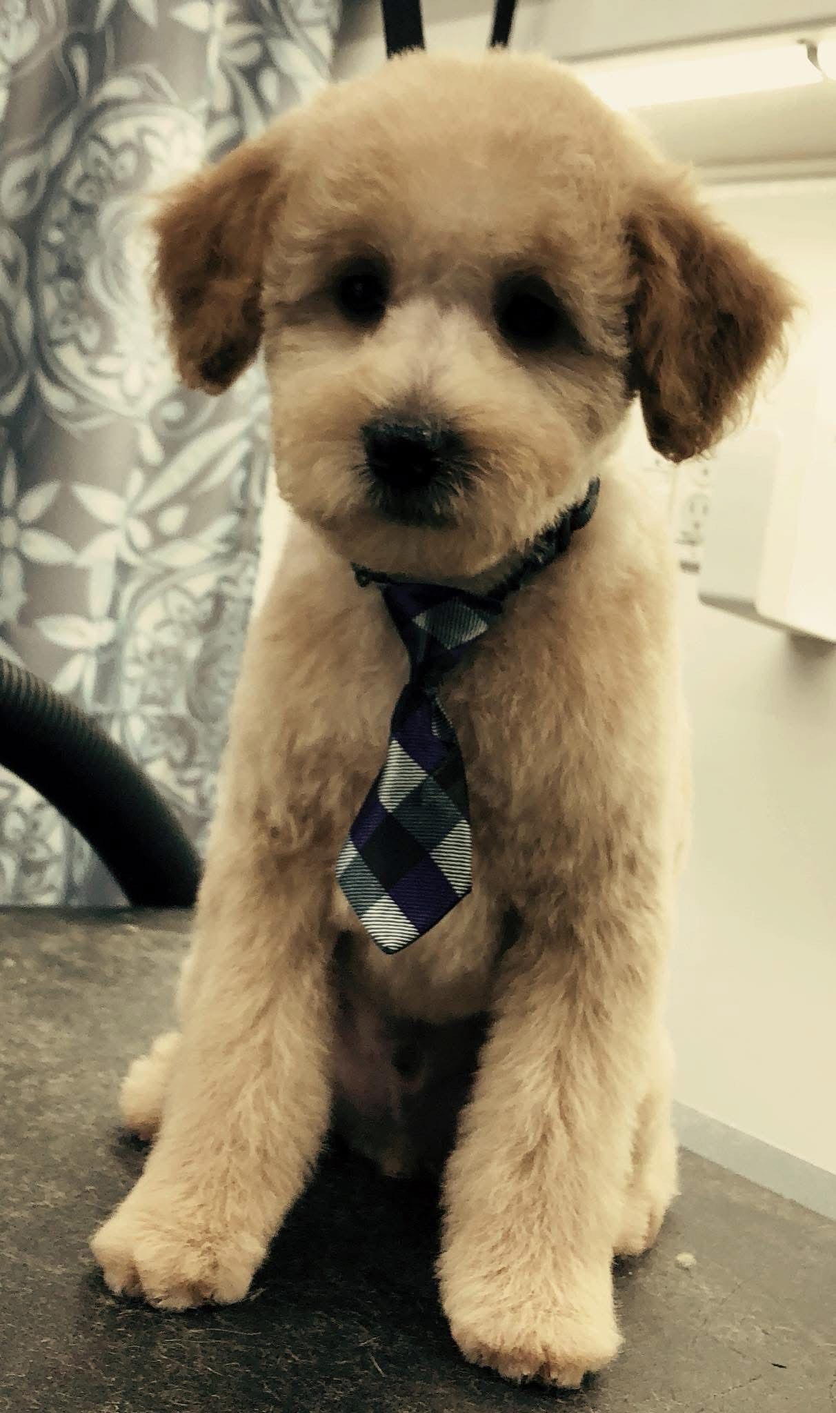 A tan-colored puppy wearing a tie sits in front of a floral backdrop, looking at the camera.