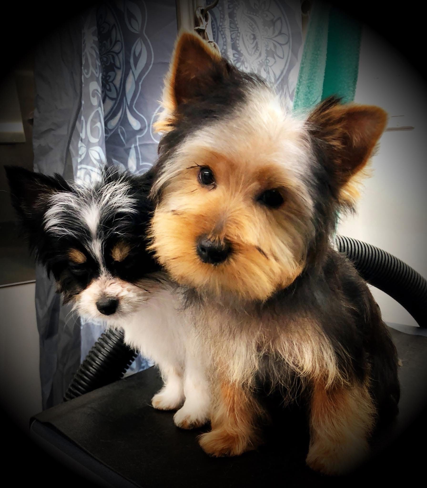 Two small dogs, one black/white, one tan/black, sit together, looking at the camera.