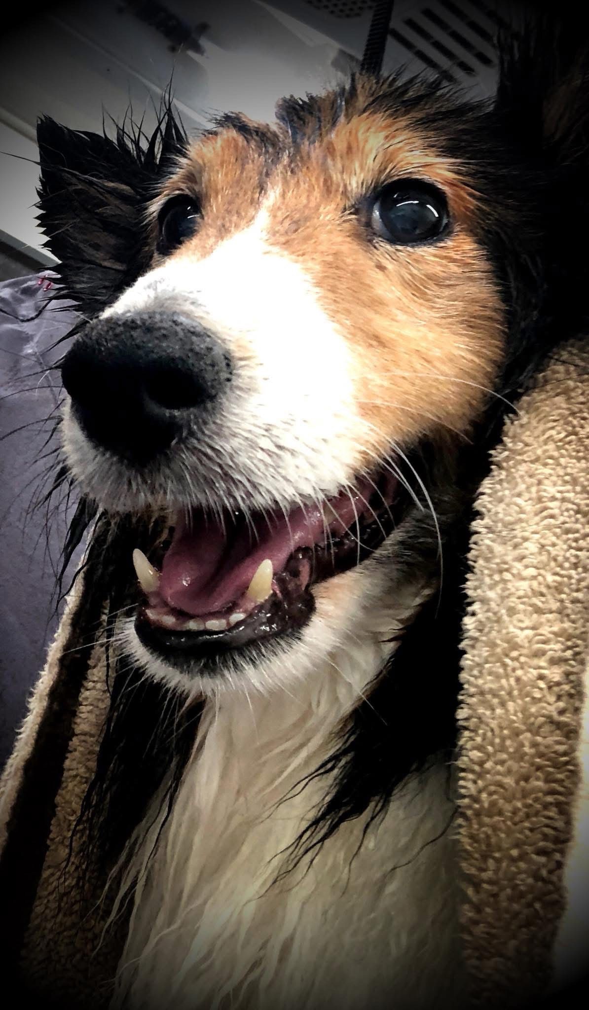 Tri-color dog with open mouth, possibly smiling, wrapped in a towel.