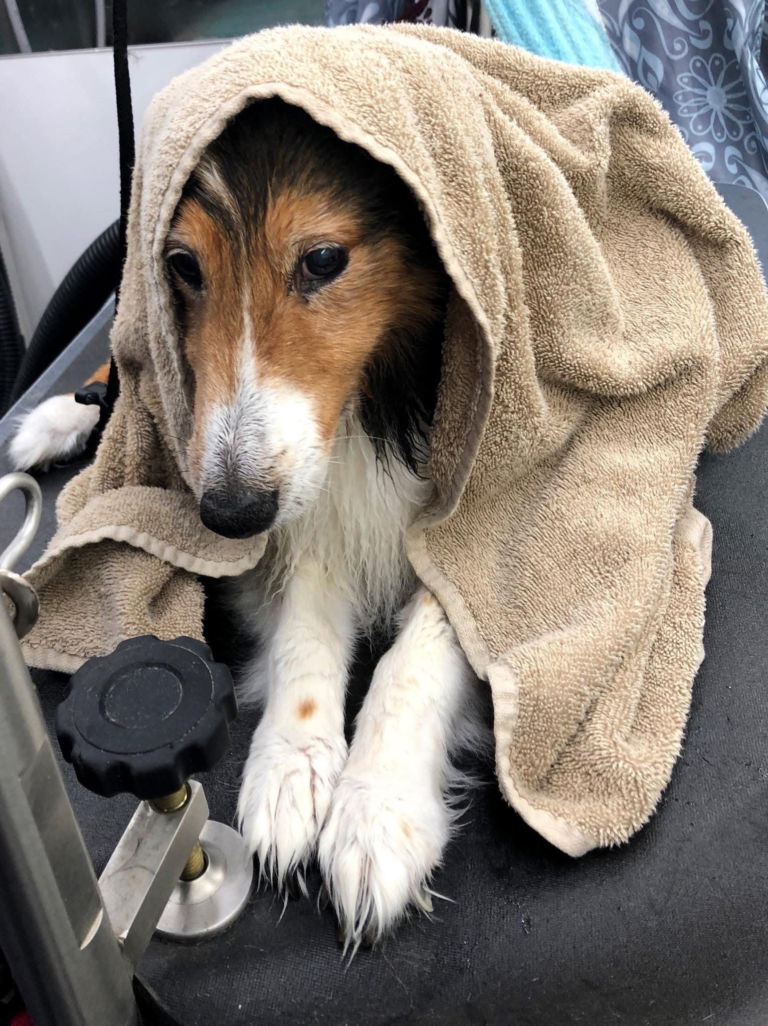 Dog wrapped in a tan towel, looking down. White, brown, and black fur. Indoors.