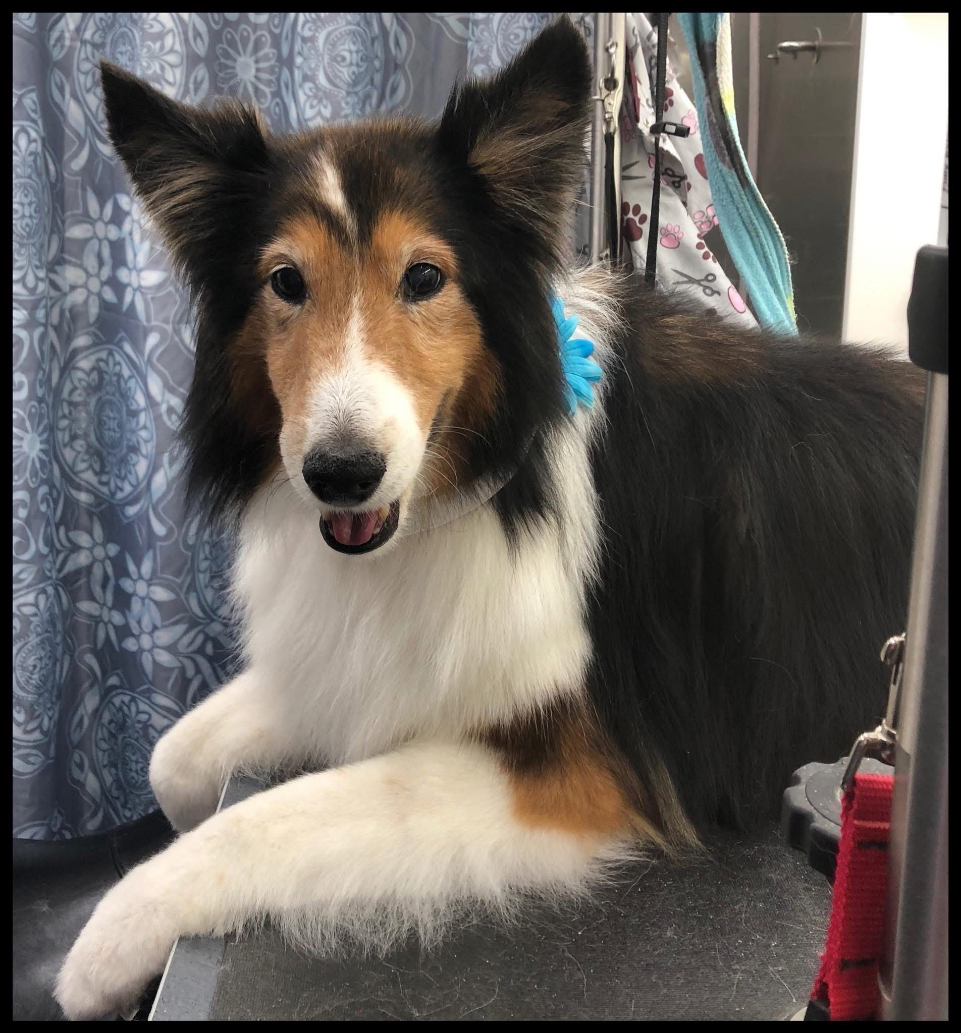 Shetland Sheepdog with black, white, and tan fur, wearing a blue bow, resting on a table.