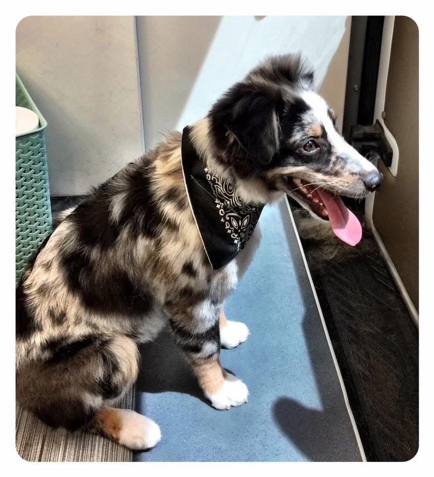 Dog, merle coat, wearing bandana, panting, sitting on blue surface.