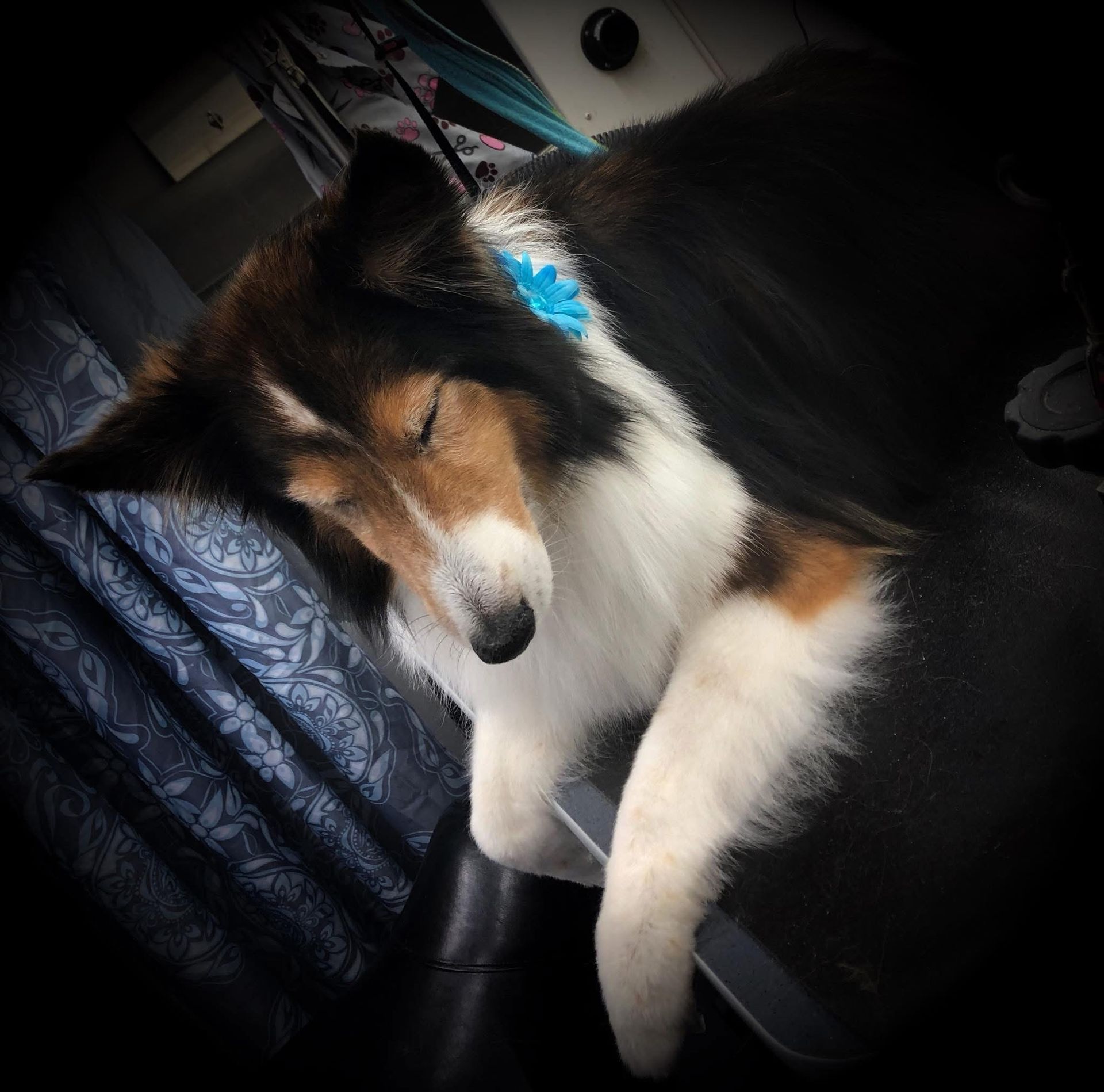 Sleeping tricolor Sheltie dog with closed eyes, leaning against a dark surface, light fur, blue flower.