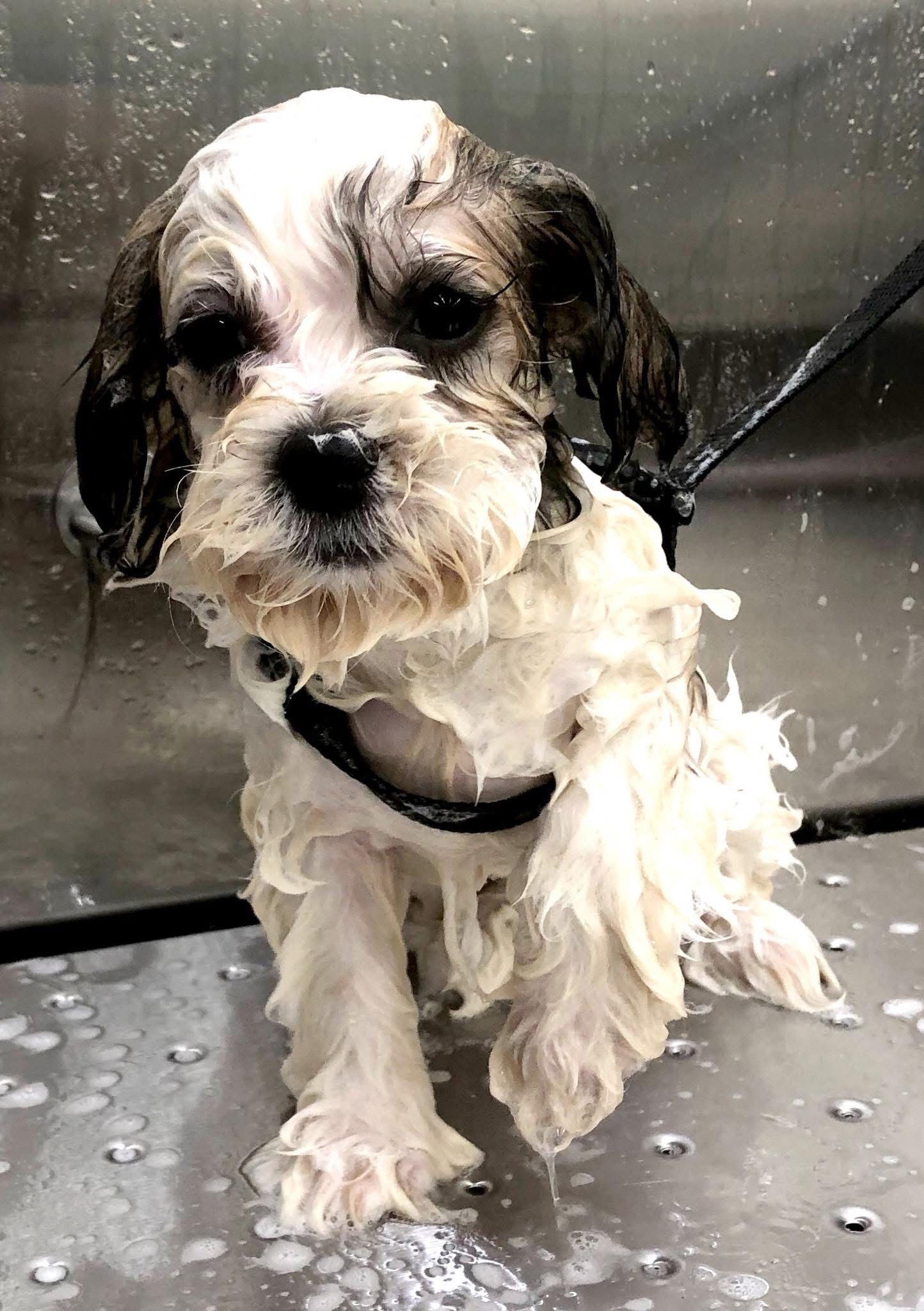 Wet, soapy, brown and white Cavapoo puppy being bathed in a stainless steel tub, looking forlorn.