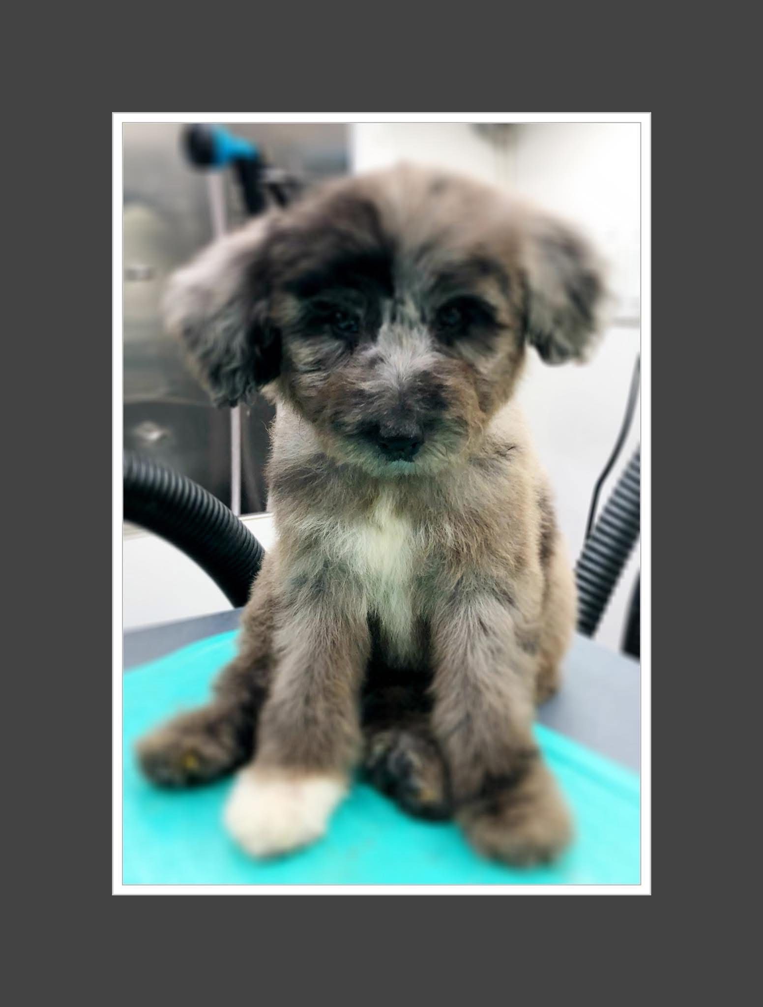 Puppy with gray and white fur sits looking forward; blue surface; gray background.