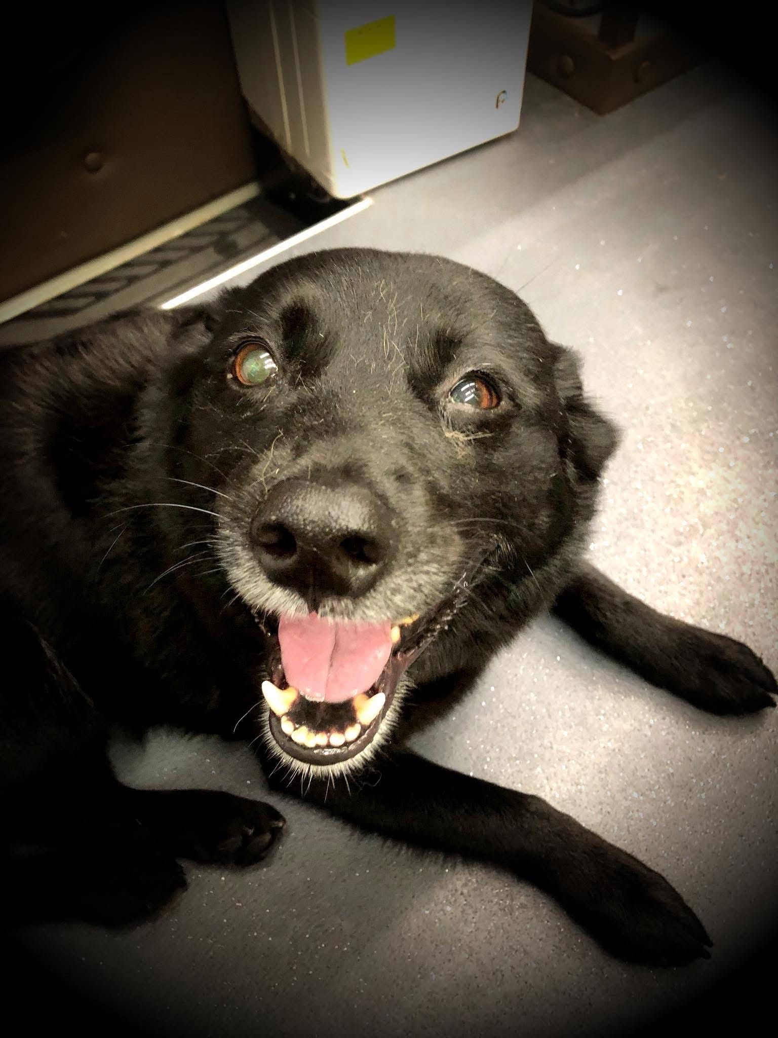 Black dog with open mouth, panting on a gray surface.
