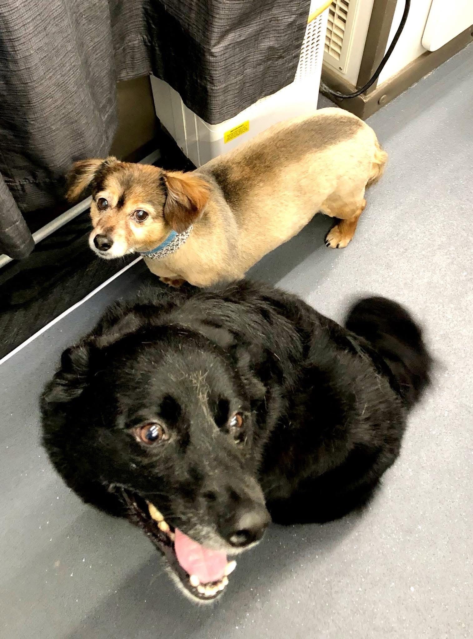 Two dogs, one tan and one black, look up with eager expressions on a gray floor.