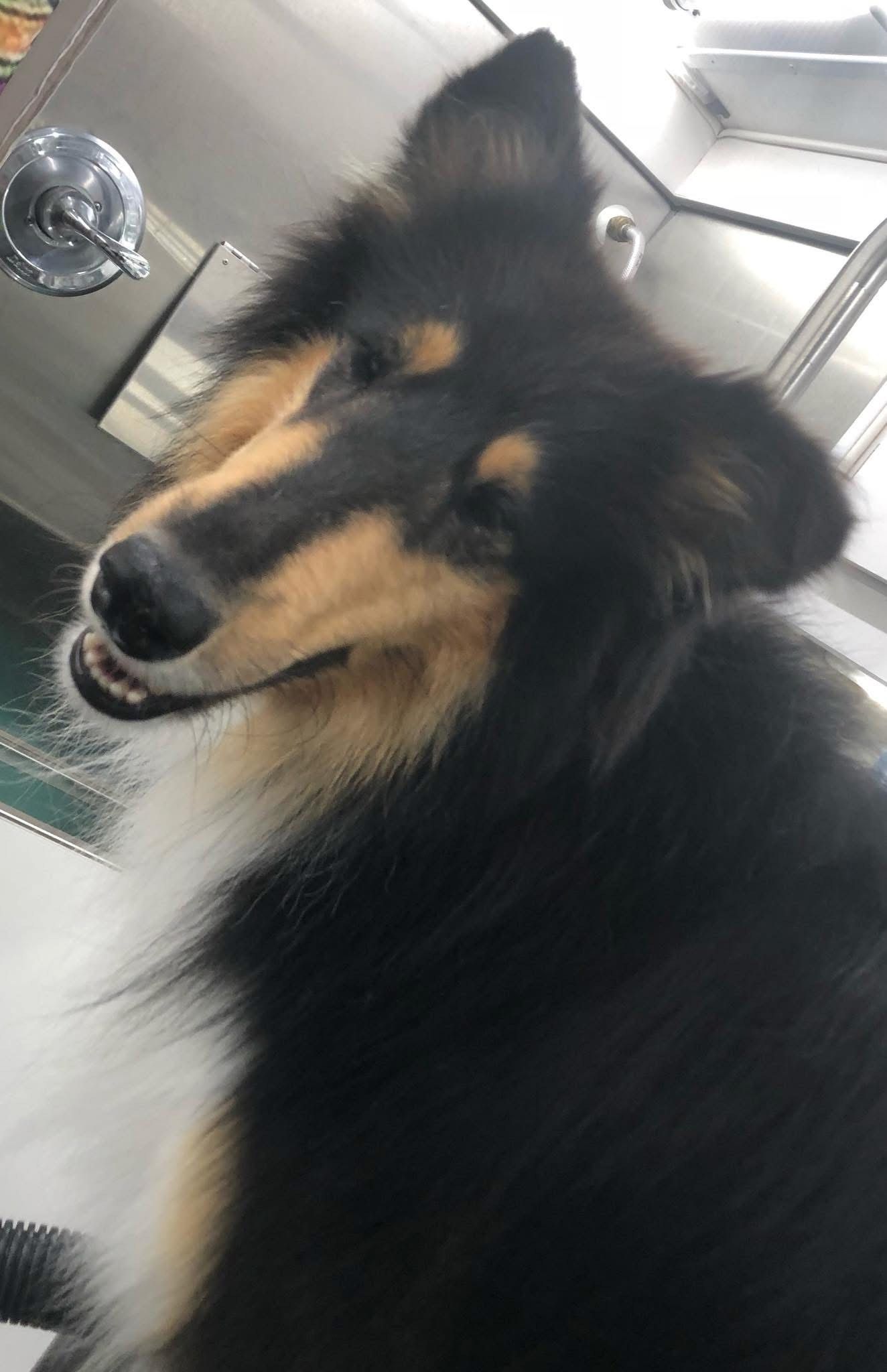 Collie dog with black, tan, and white fur looking to the side in a well-lit setting.