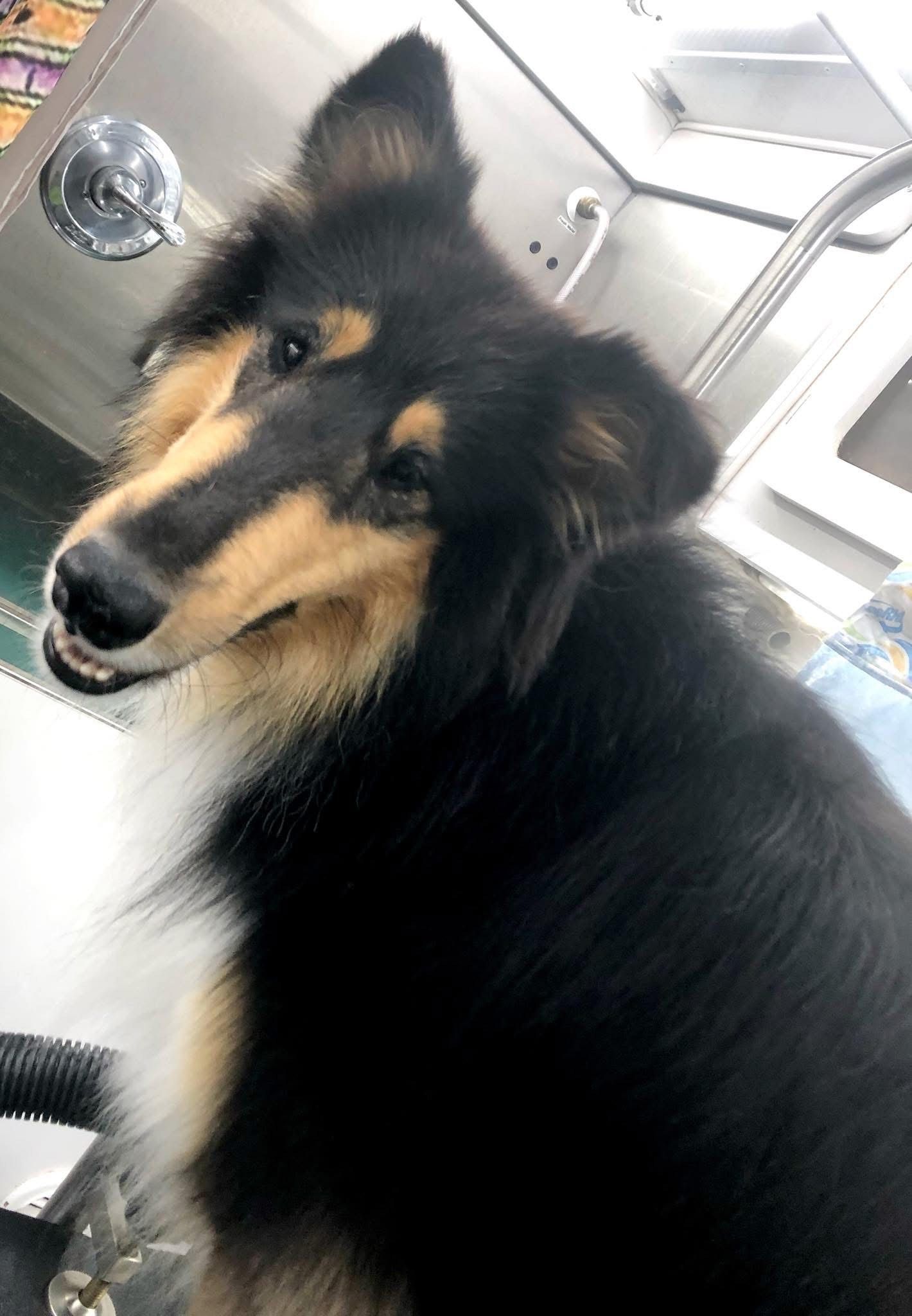 Tri-color collie dog with a curious expression, sitting in what appears to be a grooming area.