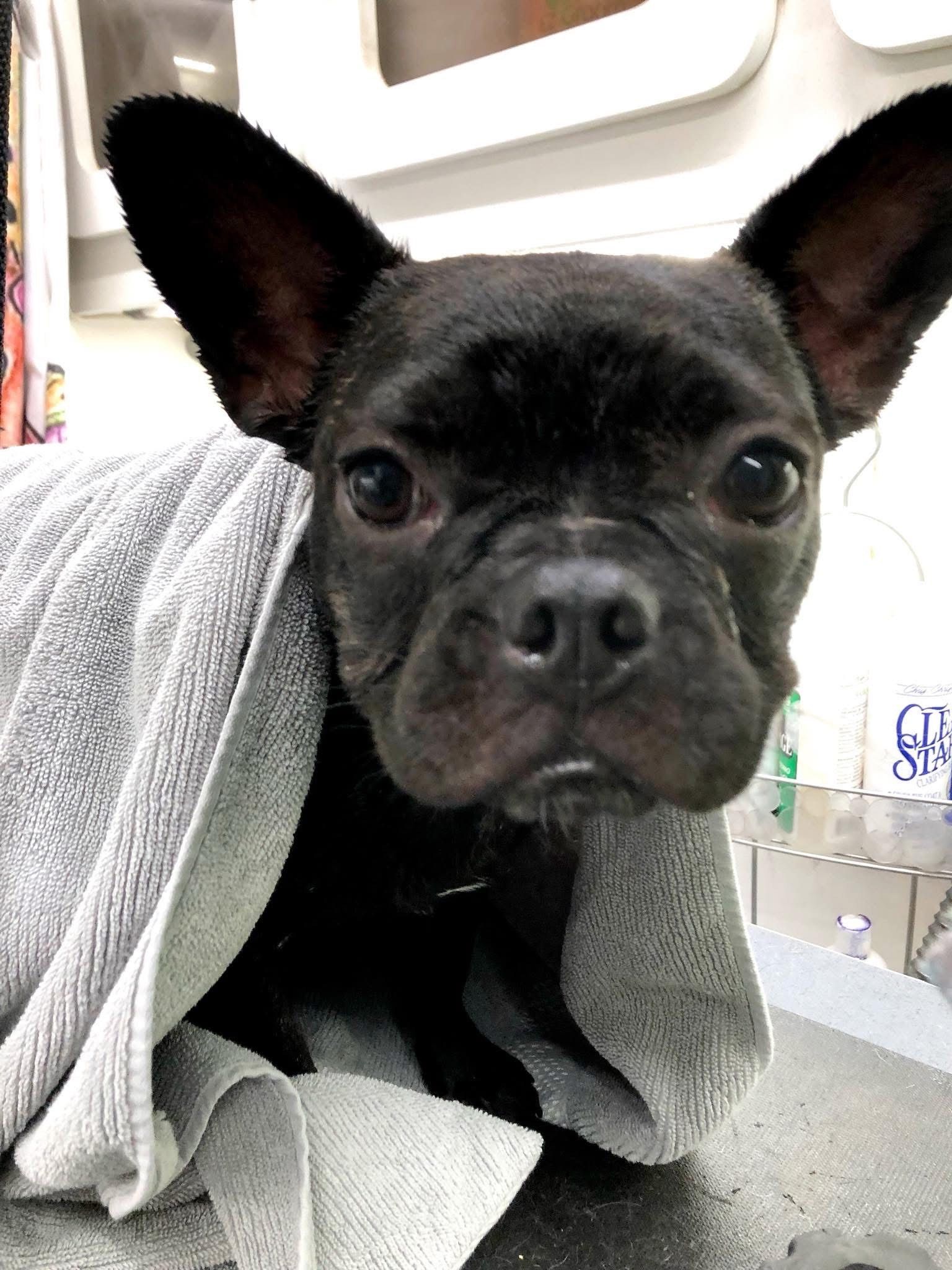 Black French bulldog wrapped in a gray towel, looking directly at the viewer.