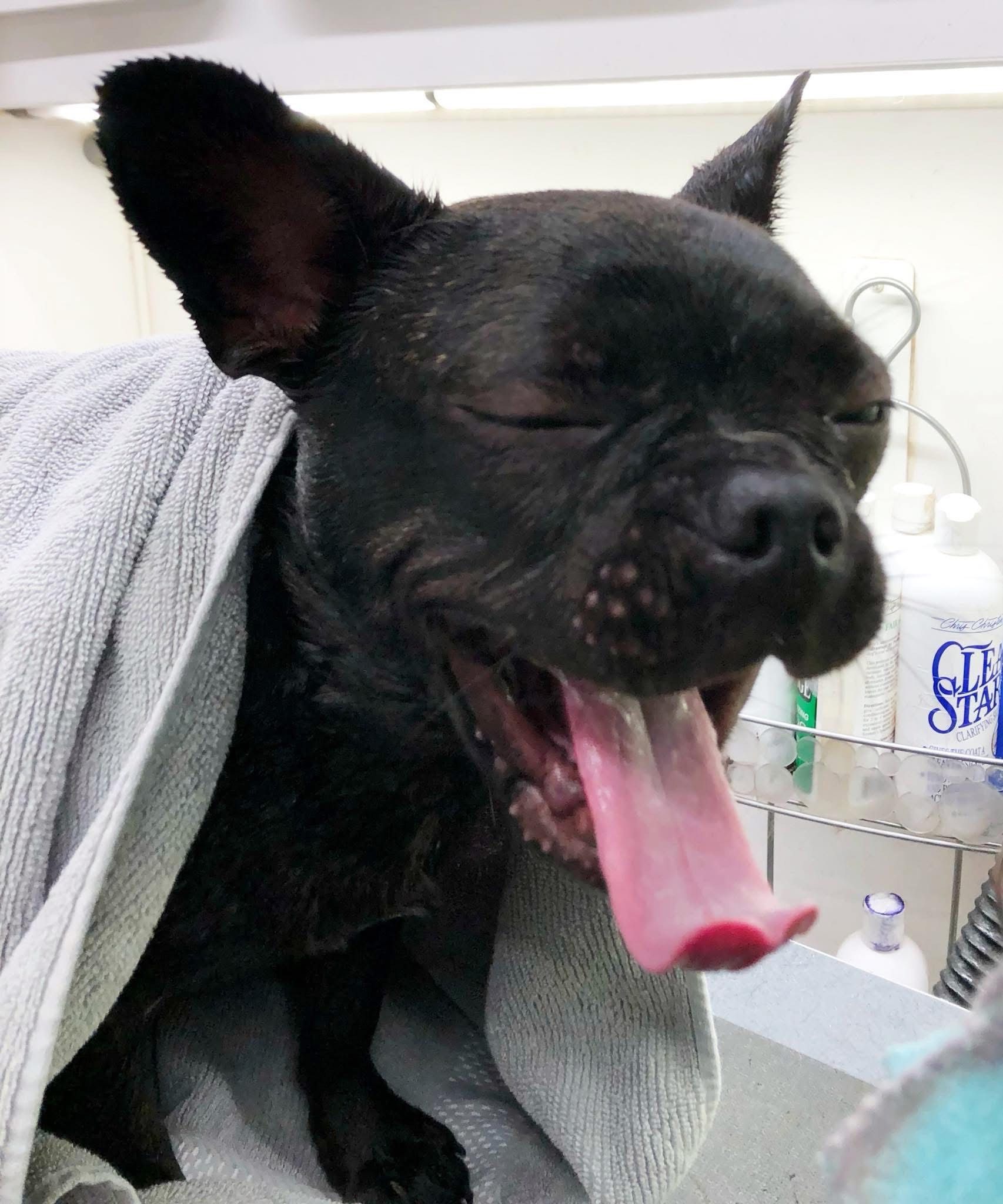 Black French Bulldog yawns, eyes closed, with tongue out, wrapped in a towel at a vet clinic.