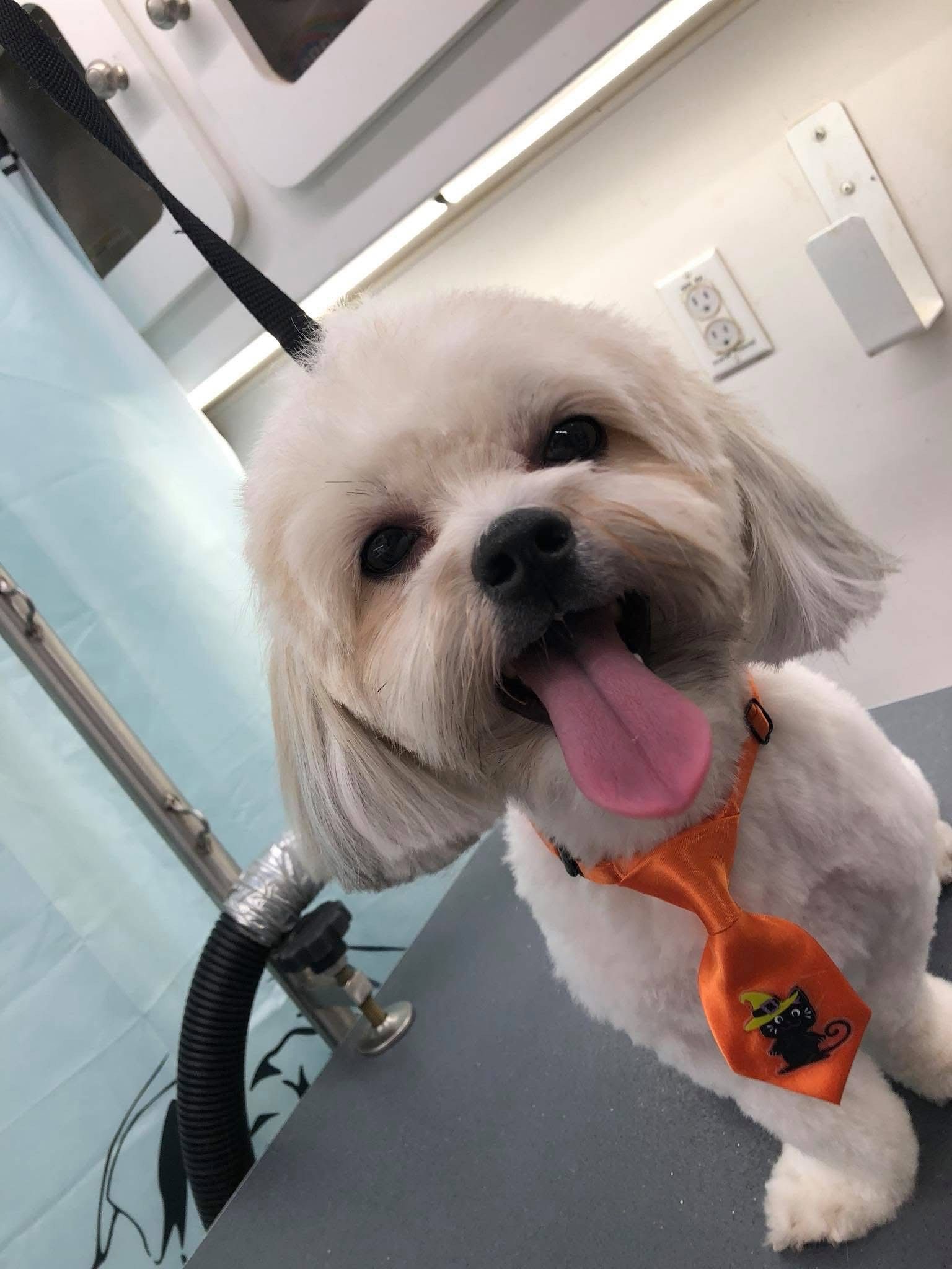 White dog with an orange tie smiles, tongue out, in a grooming setting.