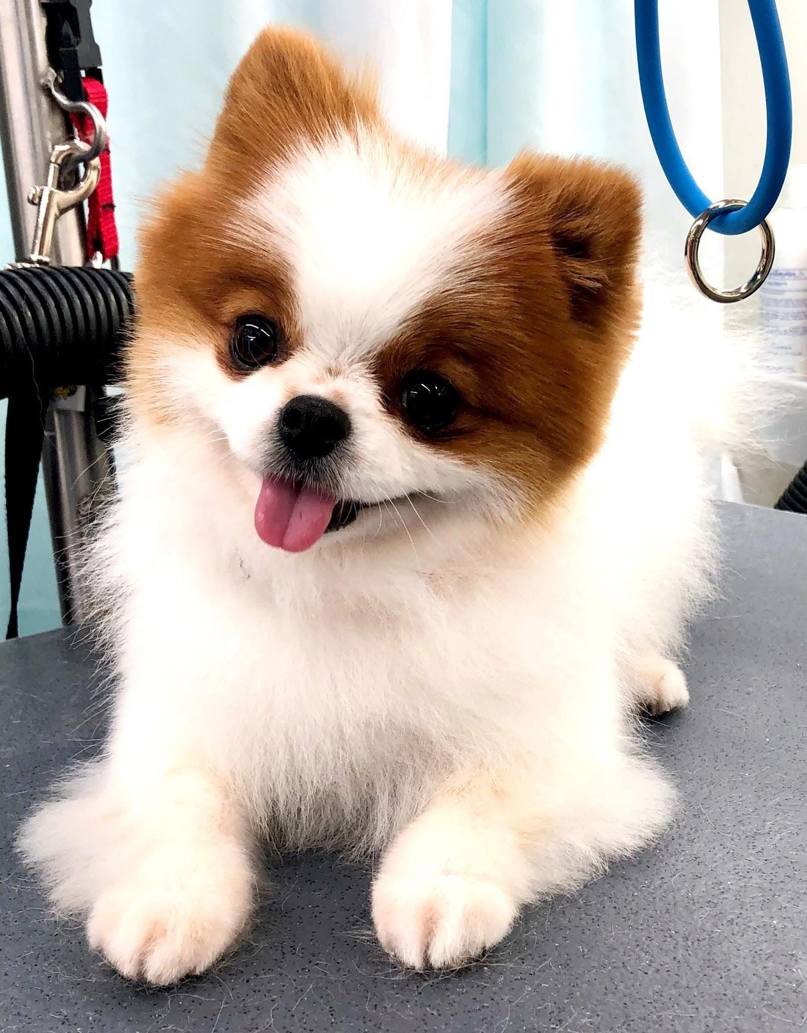 White and brown Pomeranian dog with its tongue out, on a grooming table.