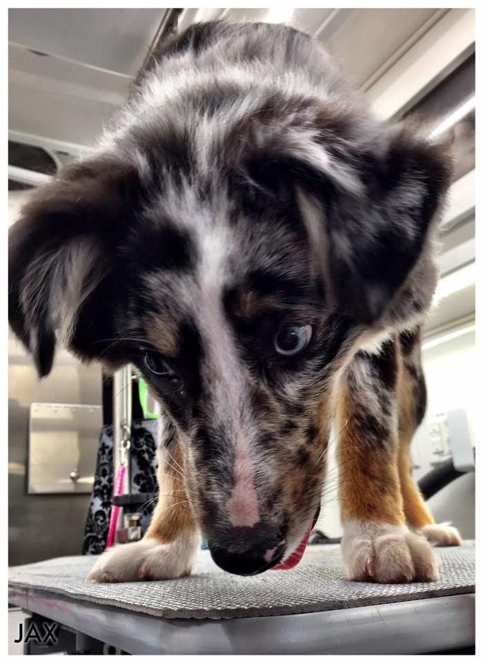 Australian Shepherd puppy, merle coat, looking down with inquisitive expression.
