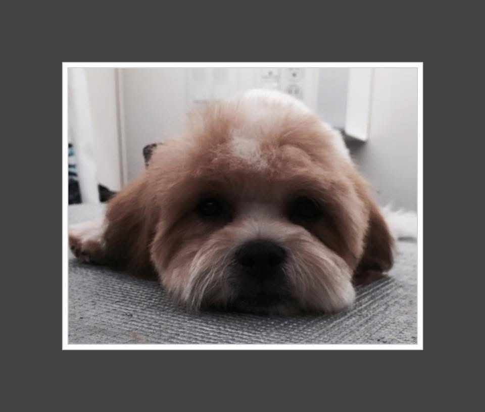 A small, brown and white dog with a short haircut, lying down on a gray surface.
