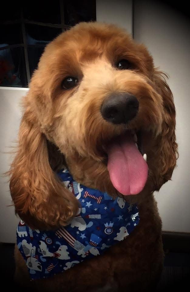 Brown Goldendoodle wearing a blue bandana, panting with tongue out.