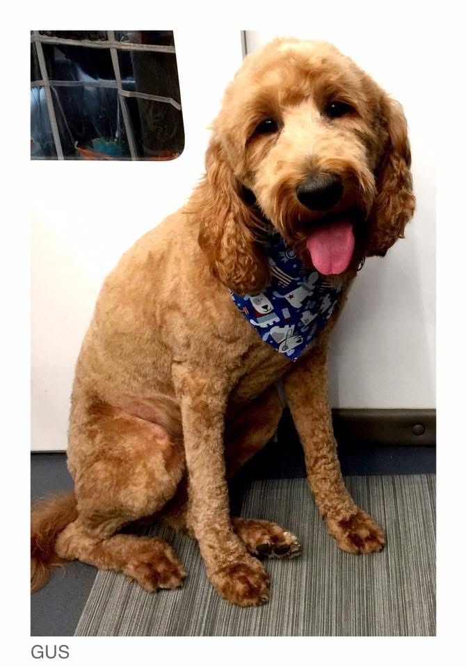 Golden doodle dog with blue bandana, sitting indoors, smiling, tongue out.