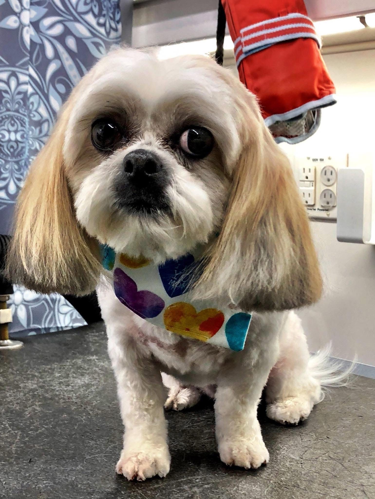 Shih Tzu with a recent grooming, wearing a colorful bandana; neutral-toned background