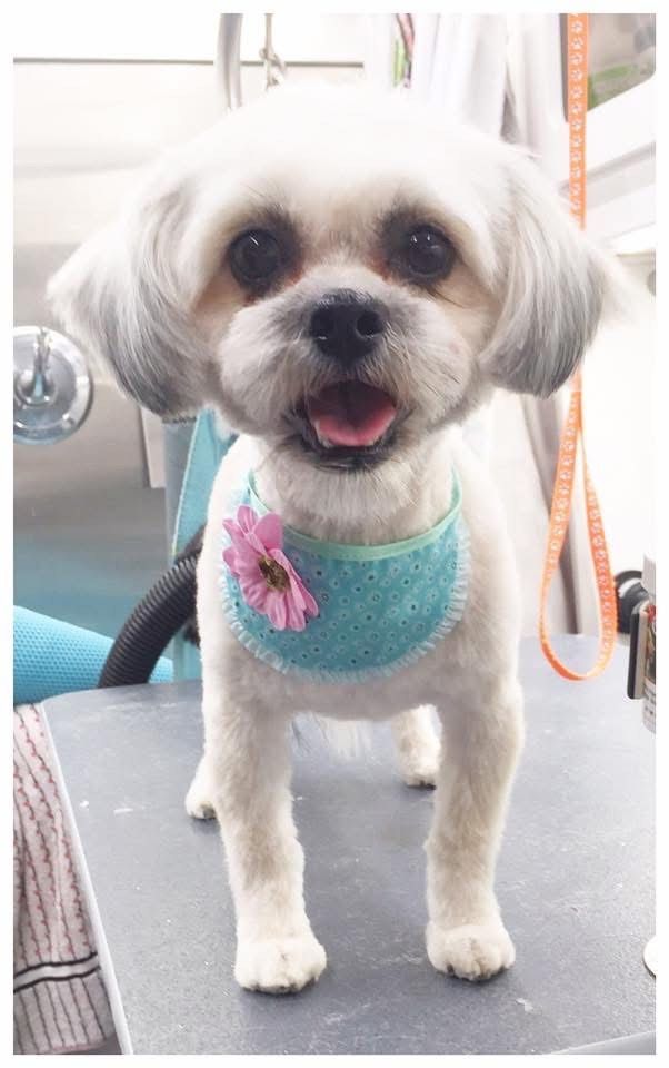 White Shih Tzu with a blue bandana and pink flower, standing on a grooming table