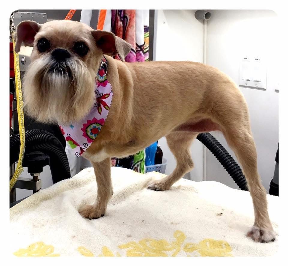 Dog with short brown fur, wearing a floral bandana, standing on a grooming table