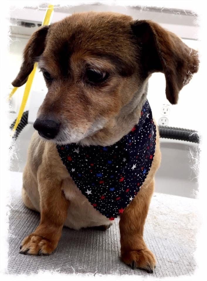 Brown dog with floppy ears wearing a navy blue bandana with white stars. Sitting on a light surface