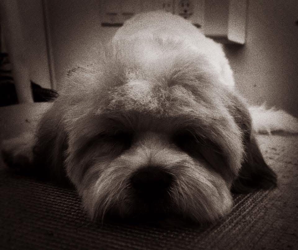 Sleepy, light-colored dog lying down, head resting on a surface. Close-up, sepia-toned