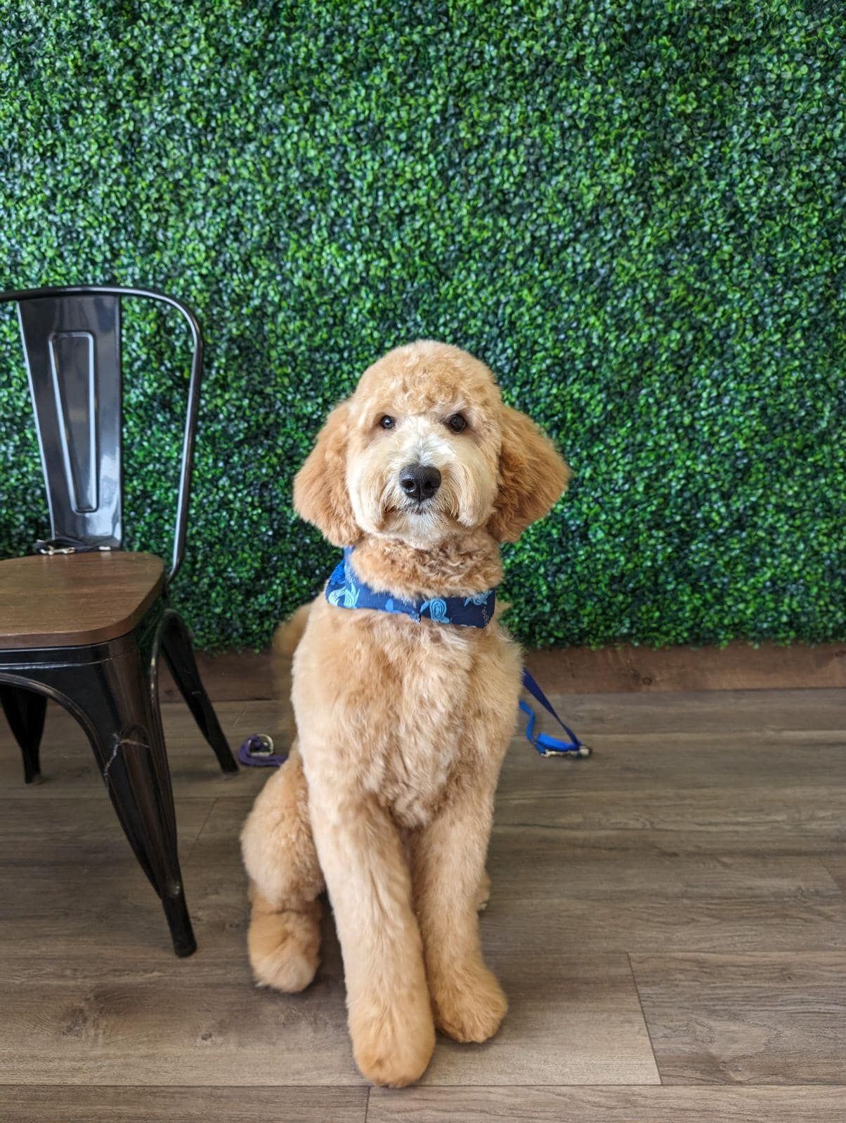 A small dog is sitting in front of a chair in a room.