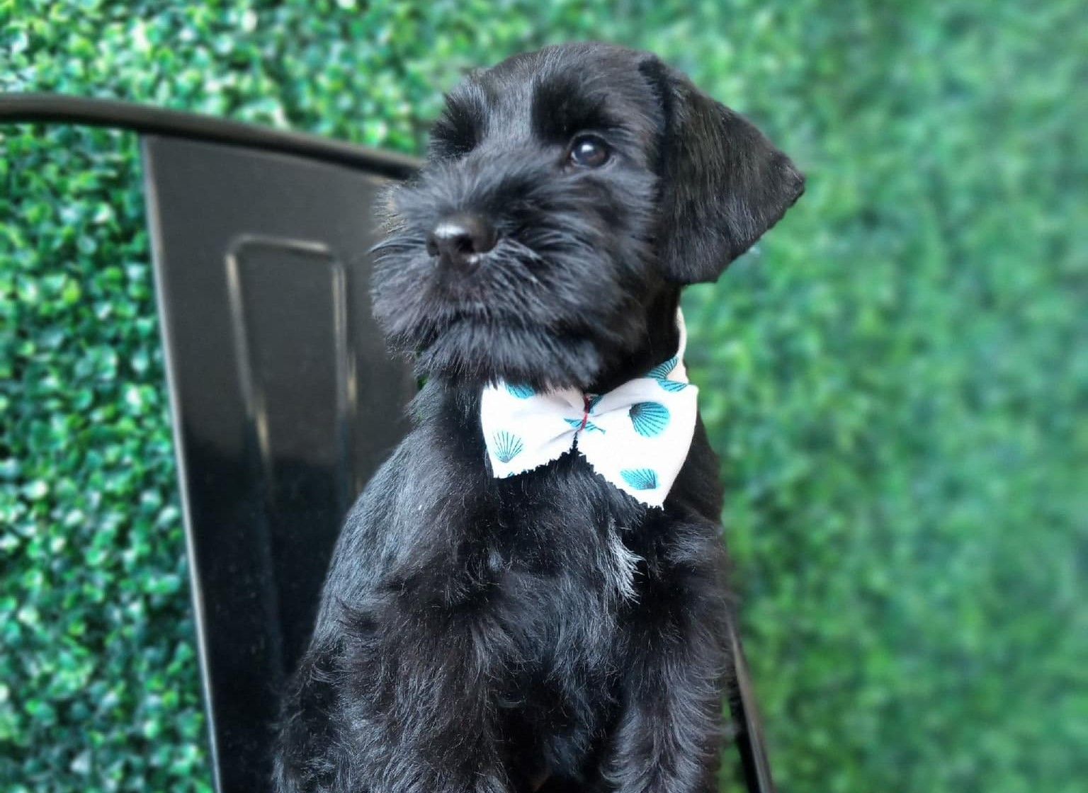 A black schnauzer puppy wearing a bow tie is sitting on a chair.